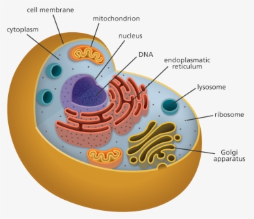 Organelles Biology Free Transparent Clipart ClipartKey