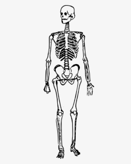 Temporary Skelton Free Public - Skeleton Man , Free Transparent Clipart ...