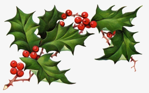 houx holly holly plant png free transparent clipart clipartkey houx holly holly plant png free