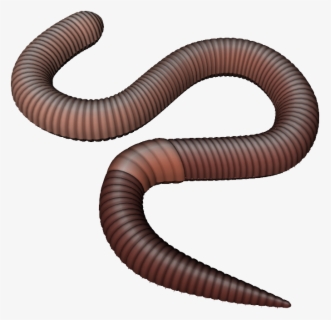 Earthworm Png - Earthworms Png , Free Transparent Clipart - ClipartKey