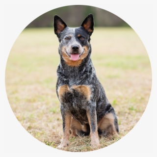Download Svg Freeuse Download Australian Cattle Dog Clipart Australian Cattle Dog Clipart Free Transparent Clipart Clipartkey PSD Mockup Templates