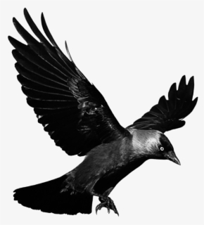 Crow, Raven, Silhouette, Isolated, Bird, Black, Animal - Crow Clip Art ...
