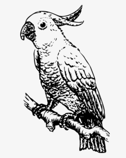 free parrot black and white clip art with no background clipartkey free parrot black and white clip art