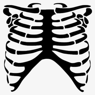 Clip Art Picture Of Human Ribs - Unlabeled Rib Cage Diagram , Free ...
