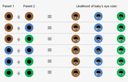 Clip Art Baby Eye Color Chart - Both Parents Have Green Eyes , Free ...