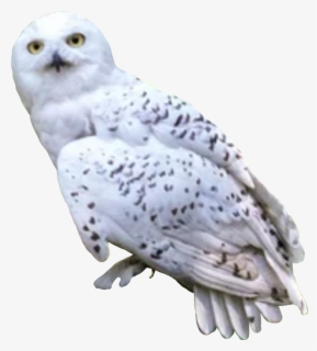 #hedwig #owl #harrysowl #harrypotter #rip #freetoedit - Harry Potter