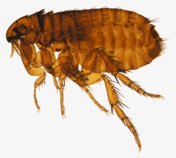 Flea Clip Art , Free Transparent Clipart - ClipartKey
