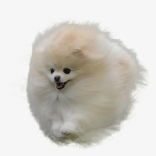 Clip Art Angry Pomeranian - White Pomeranian No Background , Free