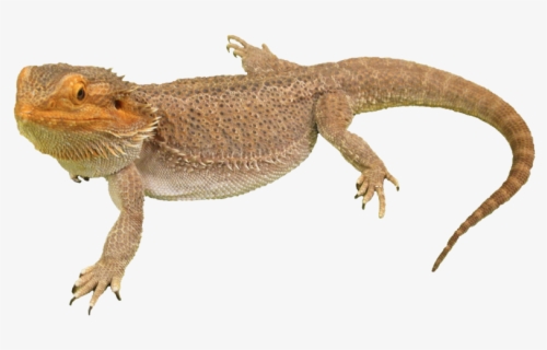Download Free Bearded Dragon Clip Art With No Background Clipartkey