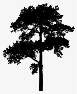 Download Free Pine Tree Silhouette Clip Art With No Background Clipartkey PSD Mockup Templates