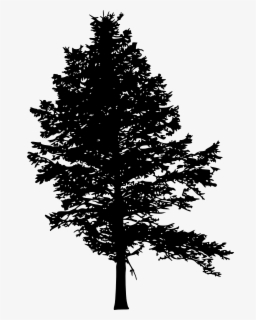 Treeline Trees Forest Silhouette Treesilhouette - Pine Tree Silhouette ...