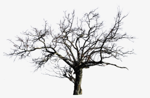 Transparent Dead Bush Png - All png & cliparts images on nicepng are best quality. - Geger Png