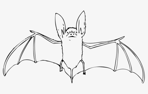 Free Bat Black And White Clip Art with No Background - ClipartKey