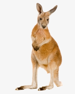 Featured image of post Translucent Kangaroo Transparent Background 15 transparent folder translucent professional designs for business and education