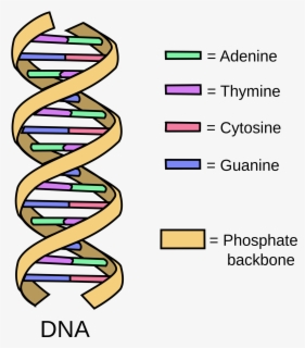 Dna Structure Clipart - Definition Of Dna , Free Transparent Clipart ...