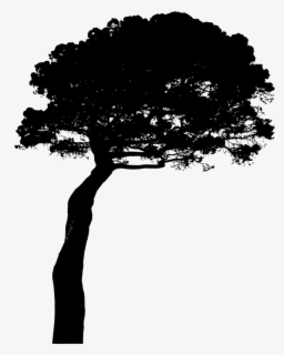 Download Free Pine Tree Silhouette Clip Art With No Background Clipartkey PSD Mockup Templates