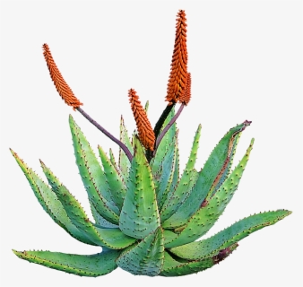 Aloevera Plants Green Aloeveraplant Easy Drawing Of Aloe Vera Free Transparent Clipart Clipartkey