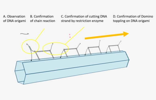 Vector Dna Circular - Genetic Engineering Diagram A Level , Free ...