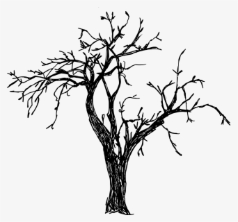 Tree Drawing With Branches Clipart , Png Download - Tree Drawing With ...