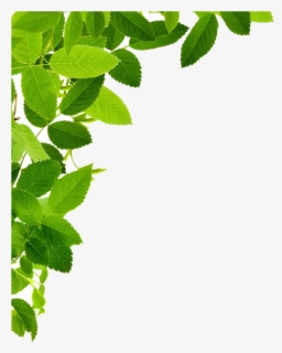 Common Ivy Leaf Green Vine - Circle With Leaves Png , Free Transparent ...