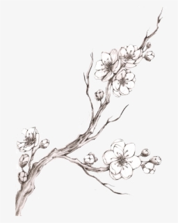 Free Cherry Blossom Drawings Clip Art With No Background Clipartkey