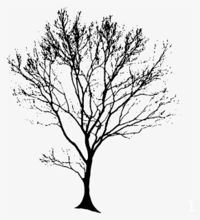 Transparent Tree Line Png - Line Drawing Trees Transparent Background ...