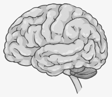 Brain Cerebrum Spinal Cord Drawing - Cerebrum Drawing , Free ...