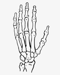 Hand Skeleton Skeleton Hand Icon Png Free Transparent Clipart Clipartkey