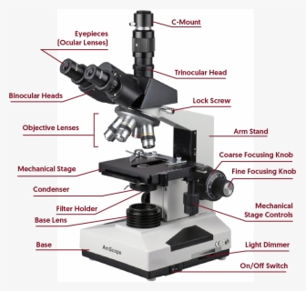 Clip Art Label The Parts Of The Microscope - Use A School Microscope ...