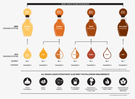 Maple Syrup Production Process , Free Transparent Clipart - ClipartKey