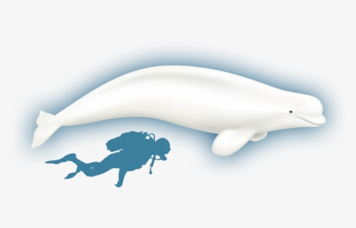 Free Beluga Whale Clip Art with No Background - ClipartKey