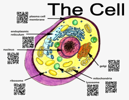 Qr Codes For Education - Typical Animal Cell Parts , Free Transparent 