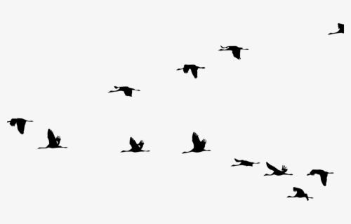 Crane Bird Flight Clip Art Vector Graphics - Transparent Bird Flying ...