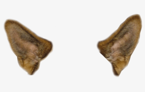 Featured image of post Realistic Wolf Ears Png See more ideas about wolf ears wolf ear