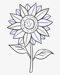 Step By Step Sunflower Images For Drawing