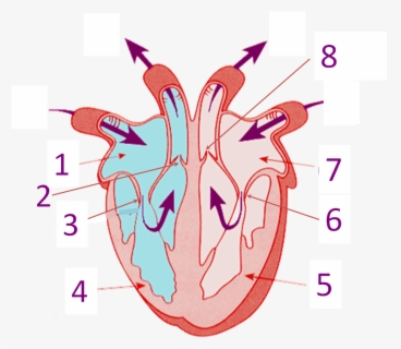 Transparent Circulatory System Clipart - 8 Parts Of Heart , Free ...