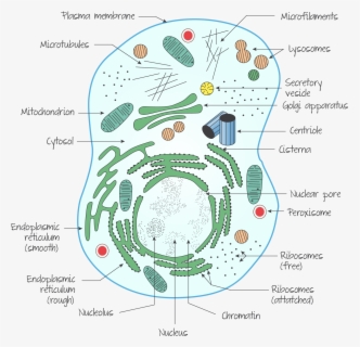 Structure And Function Cells - Animal Cell Simple Drawing , Free ...