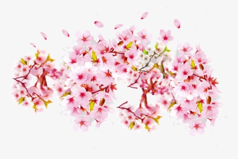 Free Cherry Blossom Clip Art With No Background Page 6 Clipartkey