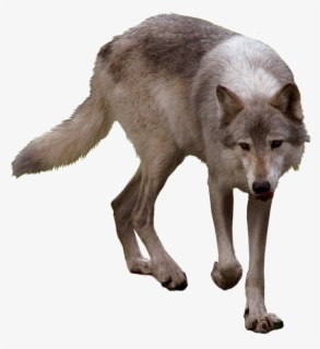 Download Wolf Png Clipart - Timber Wolf Transparent Background , Free ...