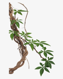 #mq #lian #vines #leaf #border #borders - Transparent Background Vine ...