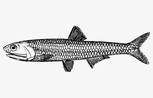 Cartoon Anchovies , Free Transparent Clipart - ClipartKey