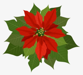 Transparent Poinsettias Png - Clip Art Poinsettia , Free Transparent ...