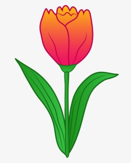 Tulip Clip Art , Free Transparent Clipart - ClipartKey