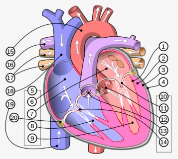 Transparent Human Heart Clipart - Parts Of The Body Heart , Free ...