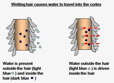 Water Temperature Affects The Hair Structure , Free Transparent Clipart ...