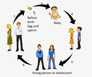 This Diagram Shows Cycle Of Adolescence - Human Life Cycle Drawing ...