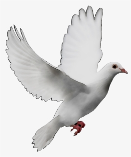 Pigeons And Doves , Free Transparent Clipart - ClipartKey