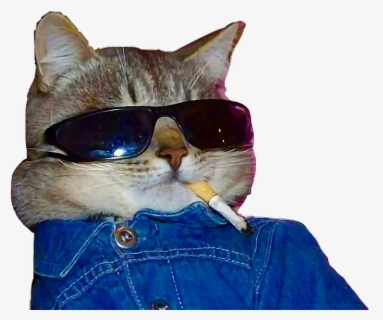 #cat #cigarette #sunglasses #cool #freetoedit - Cat With Sunglasses And ...