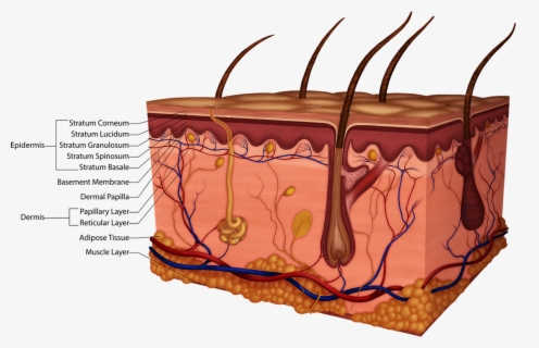 Detailed Skin Layers - Layers Of Skin Stratum Basale , Free Transparent ...