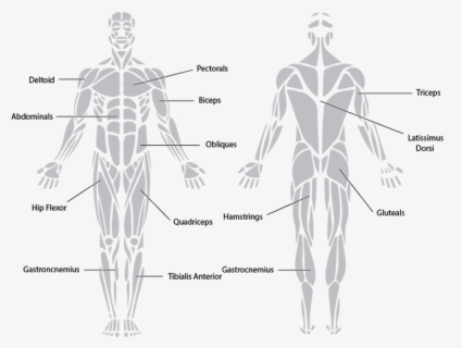 Clip Art The System - Simple Muscular System Drawing , Free Transparent